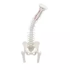 anatomisches Modell, Wirbelsäule mit Oberschenkel Stümpfen, m. Muskelmarkierungen