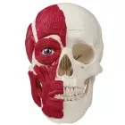 anatomisches Modell, Schädel mit Muskulatur halbseitig, Schädeldach abnehmbar