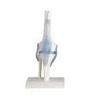 anatomisches Modell Knie, Kniegelenk mit Bändern, Gelenk, auf Stativ (abnehmbar)
