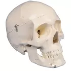 anatomisches Modell, Dental Schädel 4-teilig
