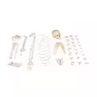 Halbskelett Skelett unmontiert (Knochensammlung)