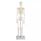 Miniatur Skelett, kleines Skelett, anatomisches Modell, 81 cm