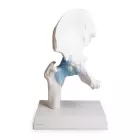 anatomisches Modell, Naturabguss Hüftgelenk mit Bändern auf Stativ (abnehmbar)