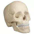 anatomisches Modell, Schädel, skull Osteopathie, 22 Teile, natürliche Farbe