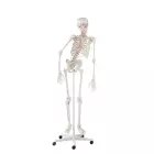 anatomisches Modell, Skelett mit beweglicher Wirbelsäule