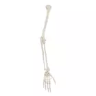 Armskelett, Arm Skelett, Naturgetreuer Abguss, Pro- und Supination demonstrierbar