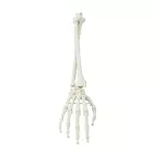 Hand mit Unterarm, Naturgetreuer Abguss, Pro- und Supination demonstrierbar