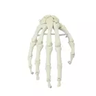 Handskelett, alle Handknochen beweglich, naturgetreuer Abguss, ohne Stativ