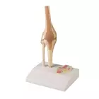 Mini Gelenkmodell Knie auf Sockel, etwa ½ natürlicher Größe, 12 x 10 x 20 cm