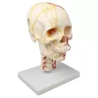 Neurovasculärer Schädel, mit Halswirbelsäule auf Stativ
