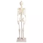 Skelett klein, Modell "Paul" mit beweglicher Wirbelsäule