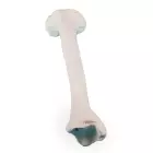 Tibia Schienbein, Schien Bein, Nachbildung menschlicher Knochen