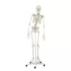 Skelett, bewegliche Wirbelsäule, anatomisches Modell