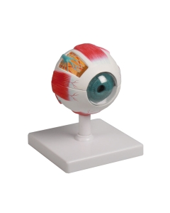 Lehrmodell Auge, Augenmodell, anatomische Modell, 4-fach, 6 Teile