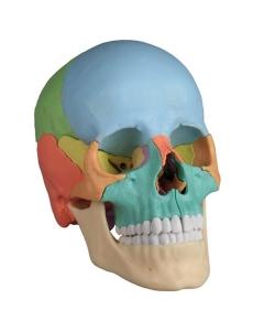 didaktisches Modell Schädel, skull, Osteopathie, 22 Teile