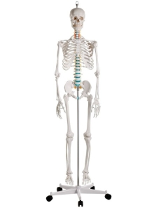 Schulskelett "Oscar", Skelett für Schule, anatomisches Modell