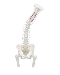 anatomisches Modell, Wirbelsäule mit Oberschenkel Stümpfen, m. Muskelmarkierungen