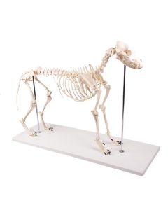 Hundeskelett "Olaf", Hunde Skelett, Hund, natürliche Größe