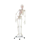 anatomisches Modell, Skelett mit beweglicher Wirbelsäule