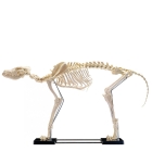 HeineScientific künstliches Hundeskelett groß