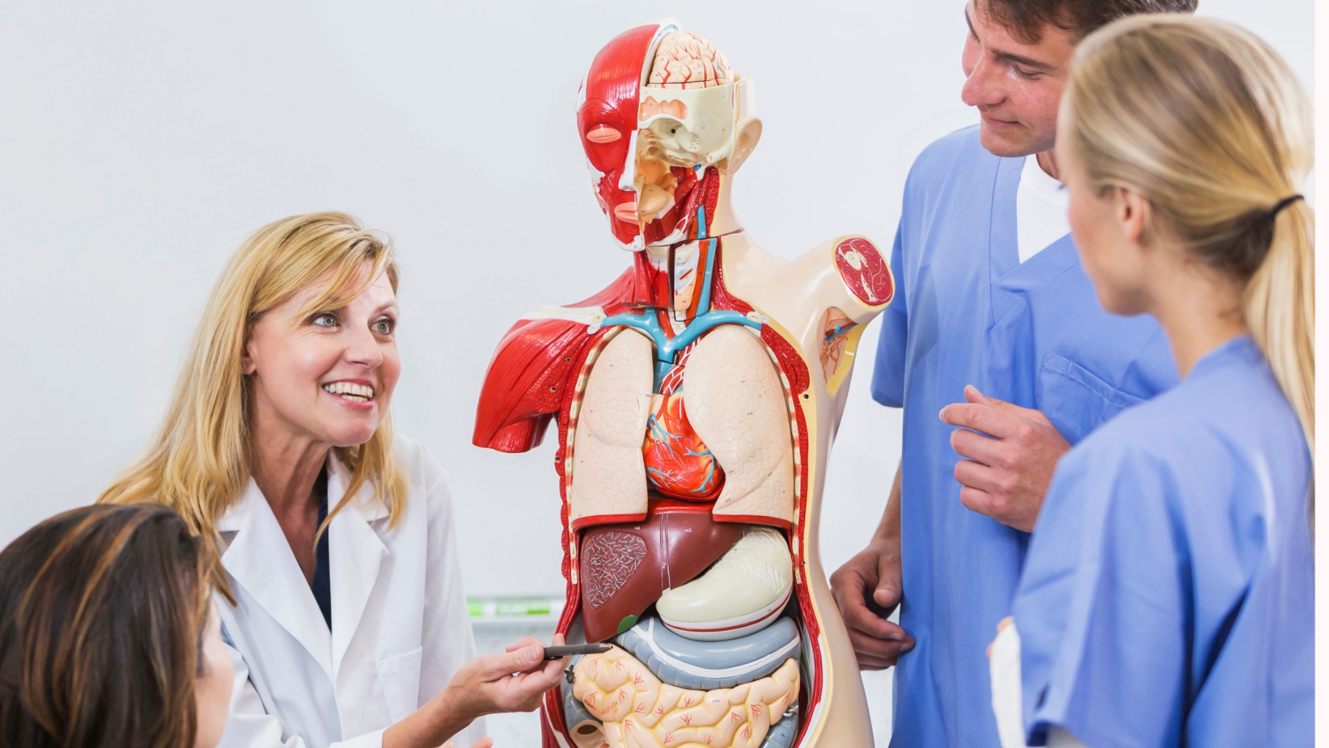 Anatomische Modelle